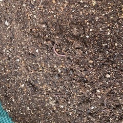 土 ガーデニングの画像