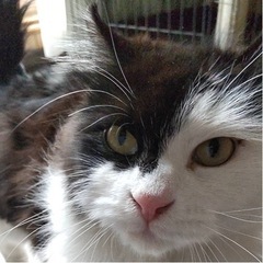 お家が決まりました！ありがとうございます猫の里親さん募集していま...
