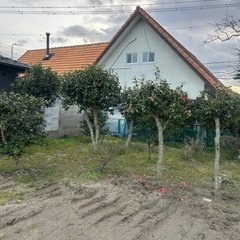 庭木、キンカン、マキの木、ツバキ、柿の木、紫陽花など