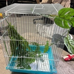 バードケージ 鳥かご ケージ ケース 爬虫類 鳥小屋