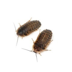 【格安】爬虫類のエサにデュビア
