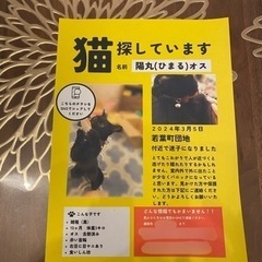迷子猫！見つかりました😊