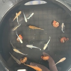 本日限定‼️大人気メダカセット🐟