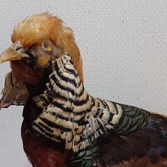 最終値下げ、鳥の剥製の画像