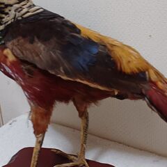 最終値下げ、鳥の剥製の画像