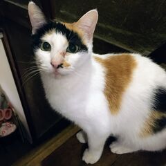 【飼い主さんが施設入所】残された７頭の猫①【三毛】