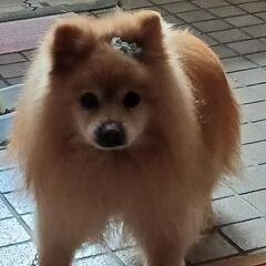 【急募】ポメラニアン男の子