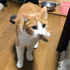 【飼い主さんが施設入所】残された７頭の猫④【茶白B】
