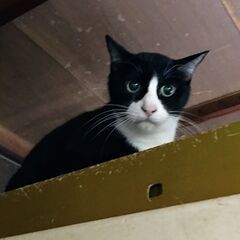 【飼い主さんが施設入所】残された７頭の猫⑤【ハチワレ黒白A】