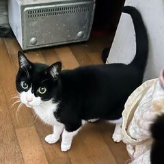 【飼い主さんが施設入所】残された７頭の猫⑥【ハチワレ黒白B】