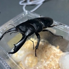 岡山県玉野市　一日体験フェスティバル　MIZONKO倶楽部参戦 - ワークショップ