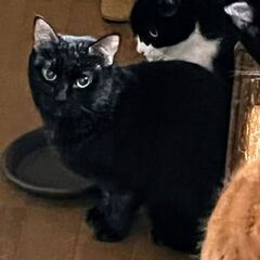 【飼い主さんが施設入所】残された７頭の猫⑦【黒】