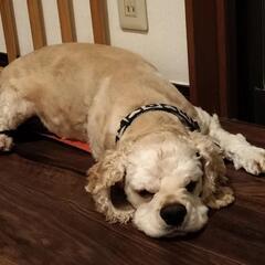 ドッグランに行っしょに行ける友達を探しています