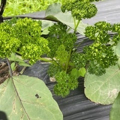 タダで野菜がもらえる！農業体験者募集中👩‍🌾 - 助け合い