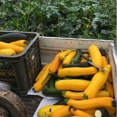 タダで野菜がもらえる！農業体験者募集中👩‍🌾 − 山口県