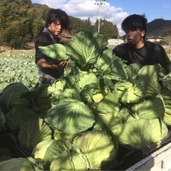 タダで野菜がもらえる！農業体験者募集中👩‍🌾 - 手伝って/助けて