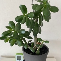 取引中
観葉植物株分 