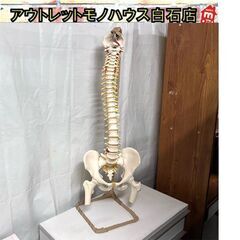 人体模型 その他の中古が安い！激安で譲ります・無料であげます