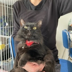 黒猫長毛