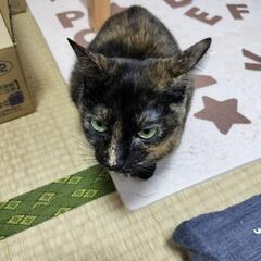 メル友、通話友達、お茶友達募集