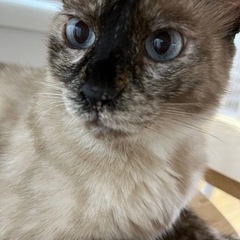 可愛い女の子の猫 8歳 去勢済み