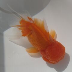 金魚（オランダ獅子頭）