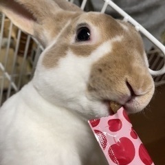 急募！！ミニレッキス♂10か月