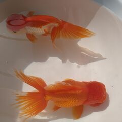 金魚（オランダ獅子頭）ペア