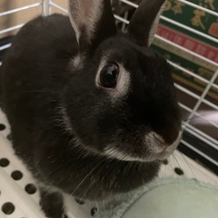 急募！ネザーランドドワーフ♀2歳8ヶ月