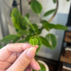🌳観葉植物好きさん募集🌲ショップ巡り・ご相談何でもどうぞ💕