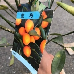生活雑貨 家庭用品 ガーデニング