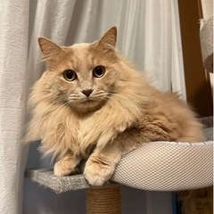 そら　5歳　