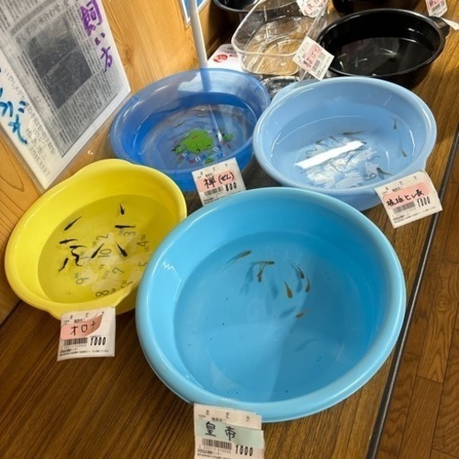 外飼育各種メダカ