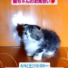 4/6(土)譲渡会♪11月生シュガーフォールド（スコマンチ）♂ブ...