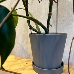 鉢植え/モンステラ/観葉植物/大型/の画像