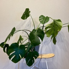 鉢植え/モンステラ/観葉植物/大型/