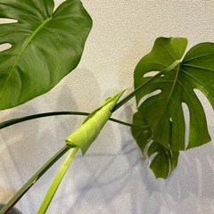 鉢植え/モンステラ/観葉植物/大型/の画像
