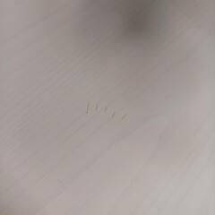 20　Francfranc食卓テーブルのみの画像