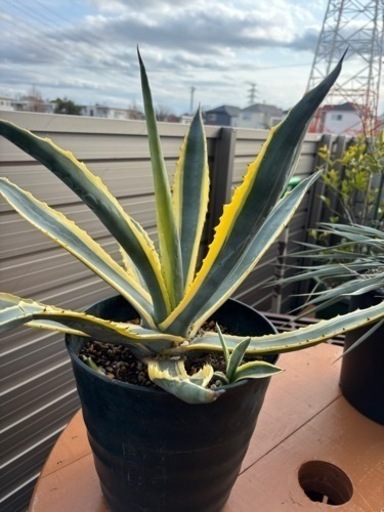 アメリカーナ　オパール　子株タグ付き　アガベ　ガーデニング　ドライガーデン