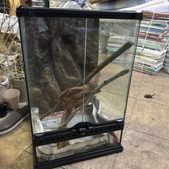 グラステラリウムの中古が安い！激安で譲ります・無料であげます(21 