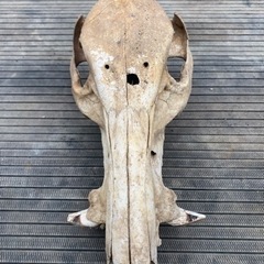 イノシシ　頭蓋骨　上顎　