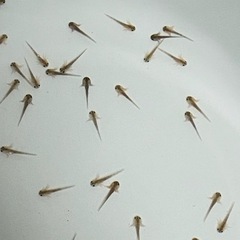 ウーパールーパー#稚魚#1匹300円#必ず商品説明お読み下さいm(_ _)m#5月12更新ウパさん残り10匹程度になりますの画像