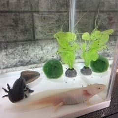 ウーパールーパー#稚魚#1匹300円#必ず商品説明お読み下さいm(_ _)m#5月12更新ウパさん残り10匹程度になりますの画像