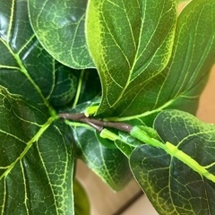 観葉植物(プラスチック製)の画像