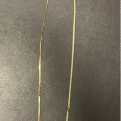 喜平K18   