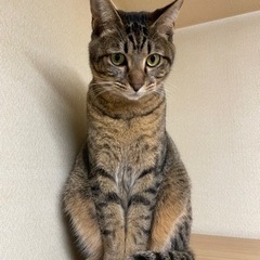 クールなイケメン　キジトラ男子