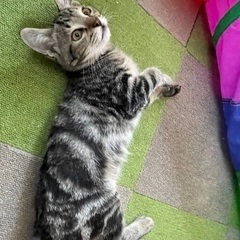 可愛い兄妹猫レイトとミルク