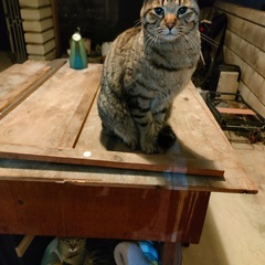 地域猫用に不要になったキャットフード等を譲っていただけないでしょうか