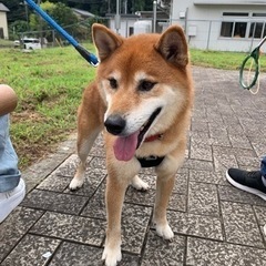 柴犬