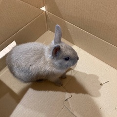 【子ウサギ里親募集】